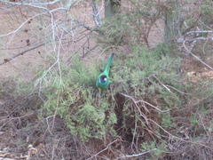 Barnardius zonarius zonarius