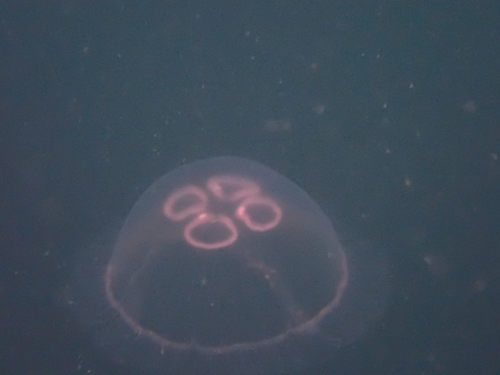 Common Moon Jelly, photo 8 of 10