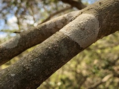 Planchonella cotinifolia