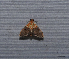 Agrotera basinotata