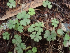 Hydrocotyle dissecta