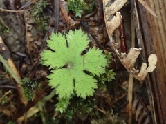 Hydrocotyle dissecta