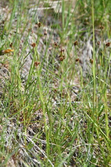 Luzula multiflora sibirica