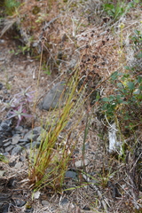 Luzula multiflora sibirica