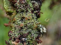 Psoroma asperellum