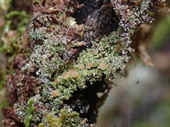Psoroma asperellum