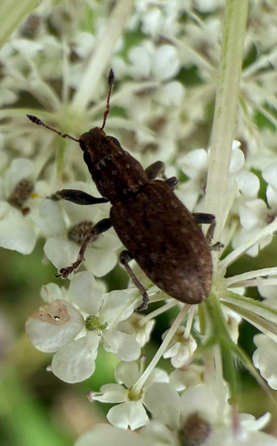 Clover root weevil