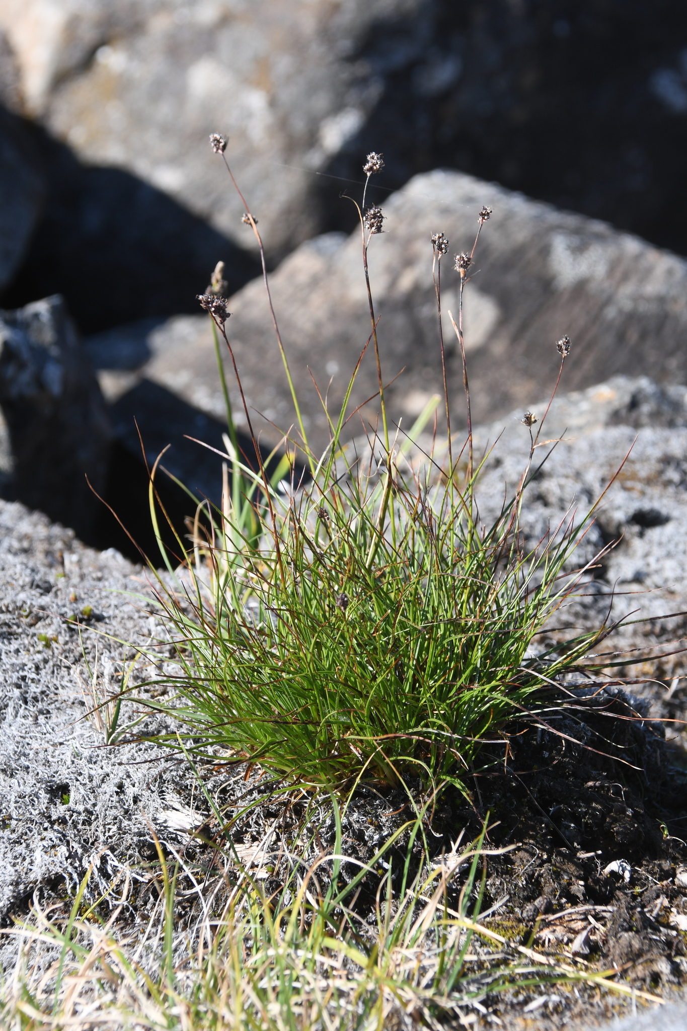 Luzula confusa