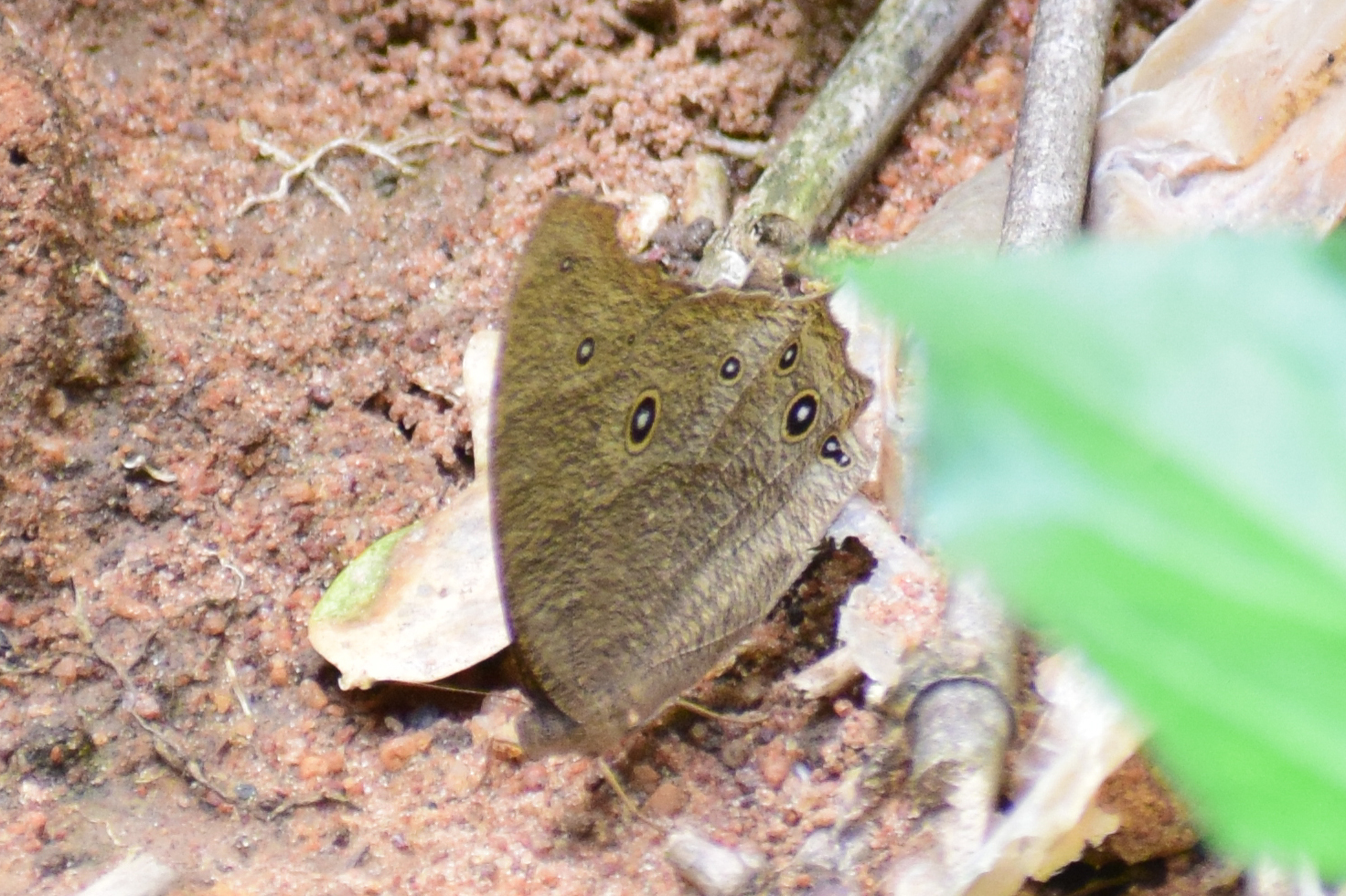 Common Evening Brown