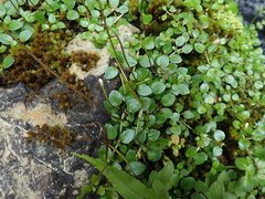 Epilobium nerteroides