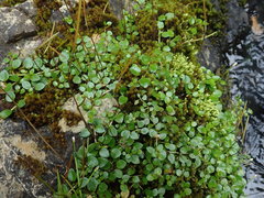 Epilobium nerteroides