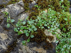 Epilobium nerteroides