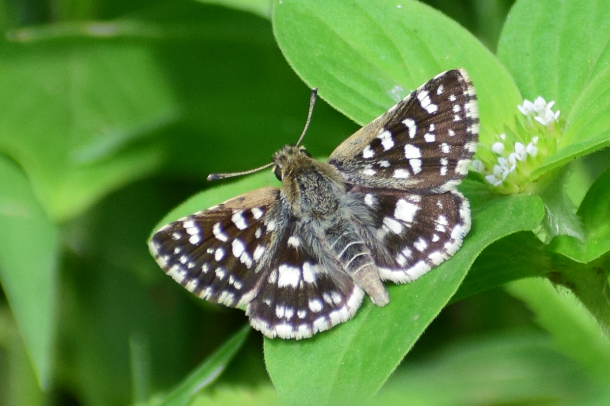 Asian Grizzled Skipper