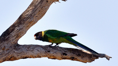 Barnardius zonarius semitorquatus