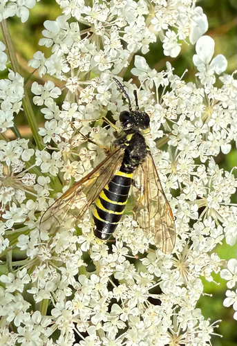 Yellow-sided Clover-sawfly