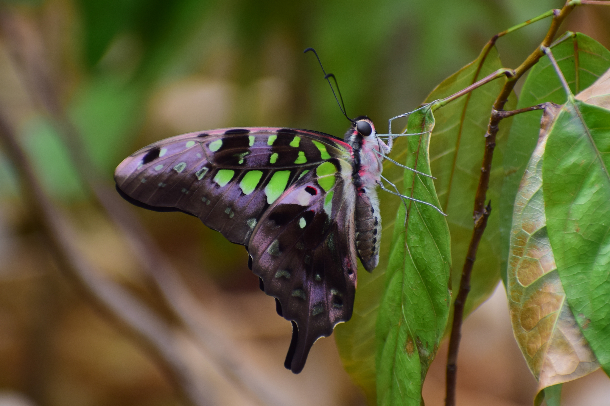 Tailed Jay