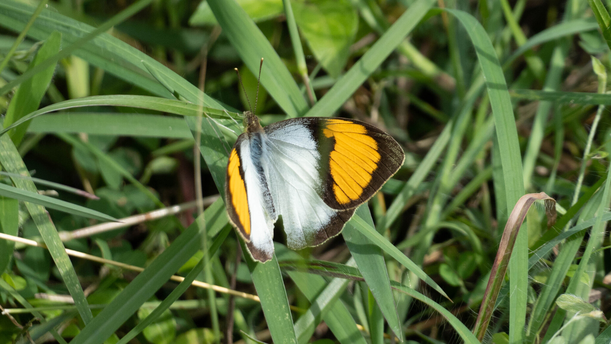 White Orange-Tip