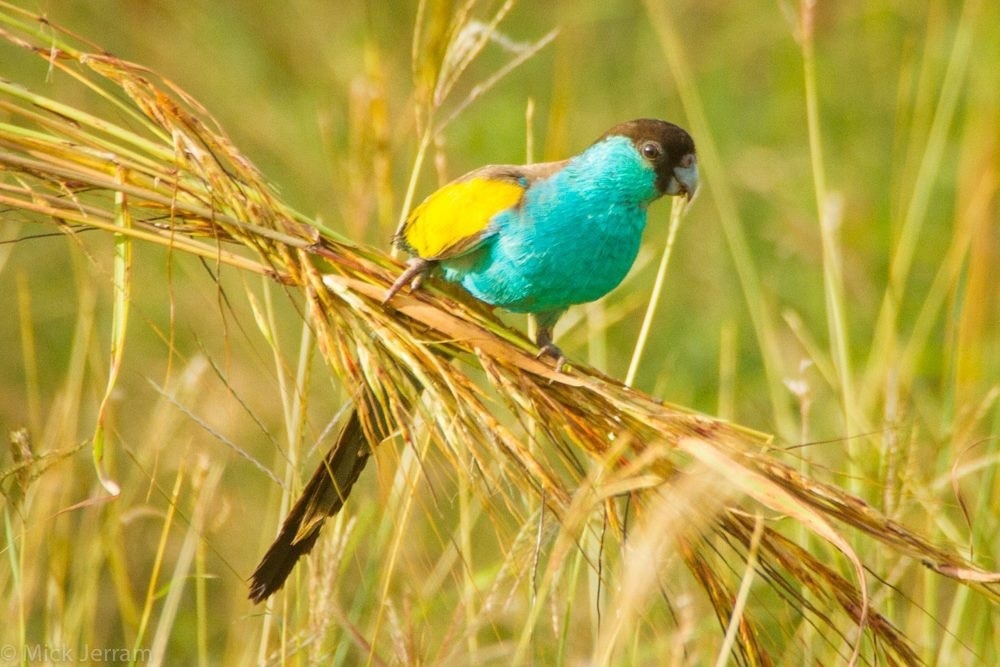 Hooded Parrot