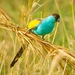 Hooded Parrot - Photo (c) Mick Jerram, some rights reserved (CC BY-NC), uploaded by Mick Jerram