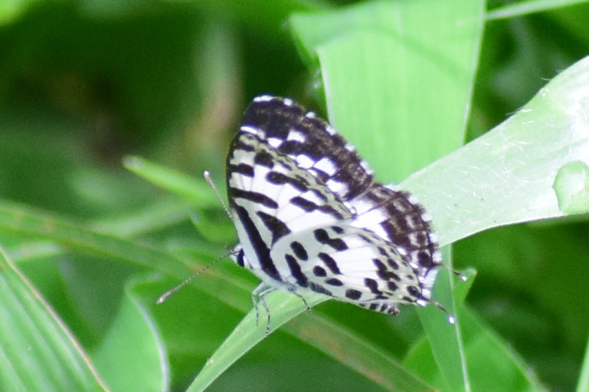 Common Pierrot