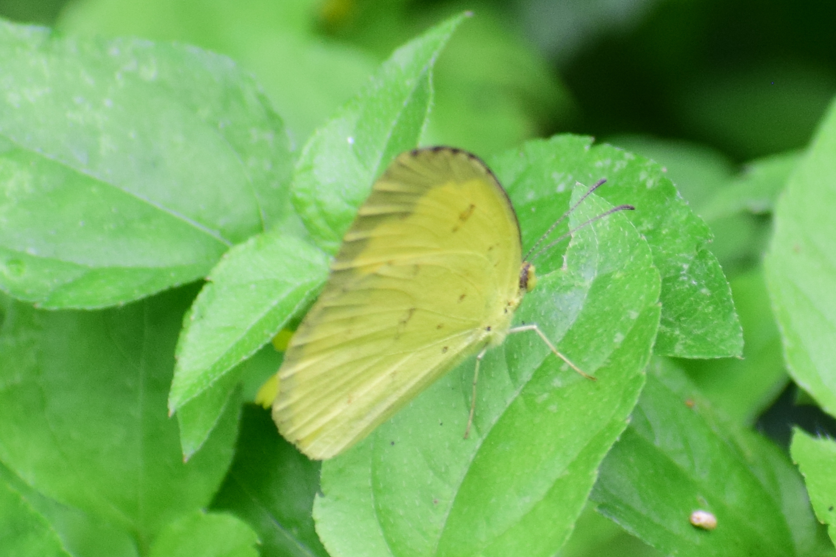 Common Grass Yellow