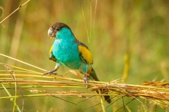 Psephotus dissimilis
