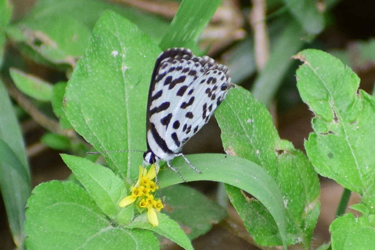 Common Pierrot