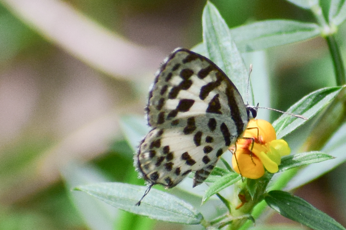 Common Pierrot