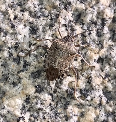 Halyomorpha halys