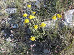 Solidago nemoralis longipetiolata