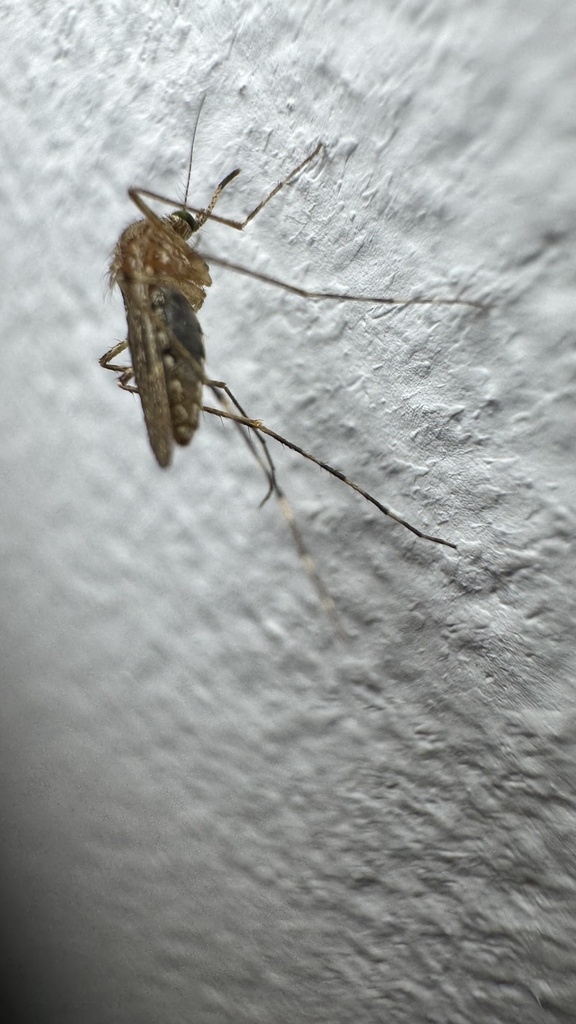 Coquillettidia richiardii