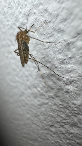 Moustique sous-marin italien de Richiardi