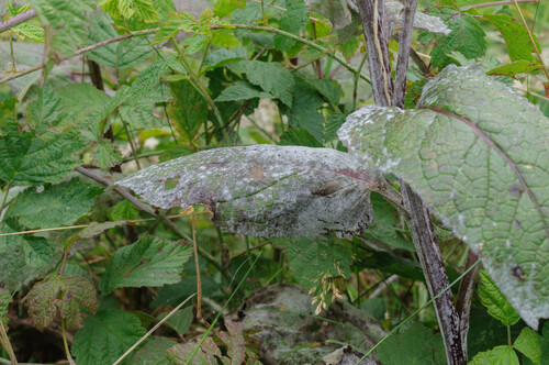Golovinomyces verbasci