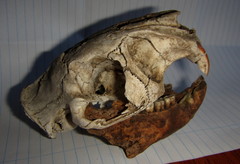 Thryonomys swinderianus