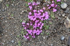 Thymus putoranicus