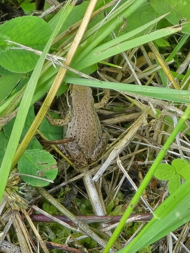 Boreal Chorus Frog