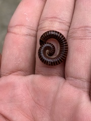 Leptogoniulus sorornus