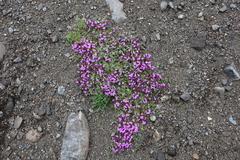 Thymus putoranicus