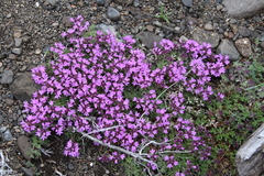 Thymus putoranicus