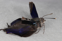Ogyris genoveva