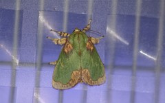 Parasa pastoralis