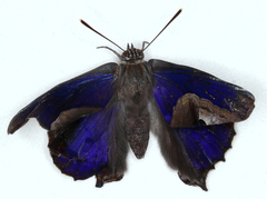 Ogyris genoveva
