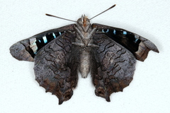 Ogyris genoveva