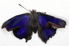 Ogyris genoveva