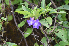 Strobilanthes callosa