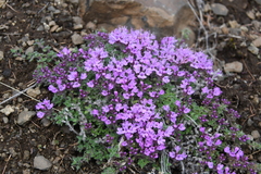 Thymus putoranicus