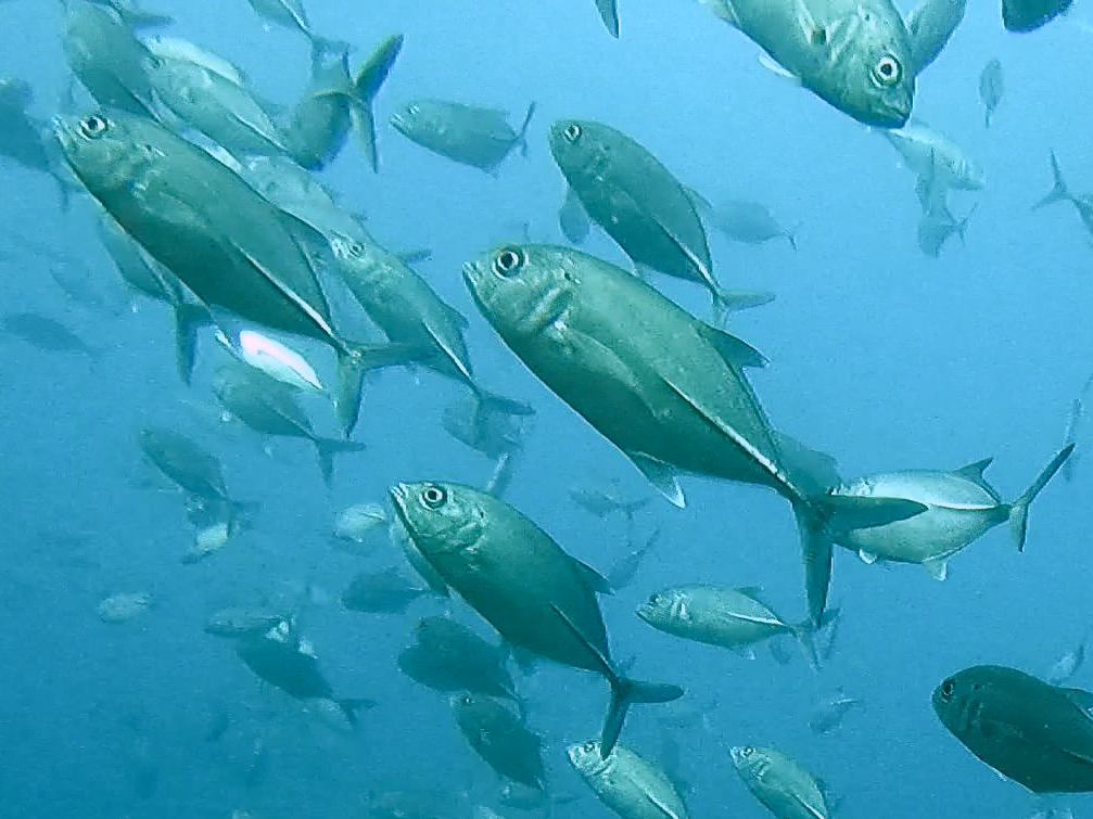 Bigeye trevally