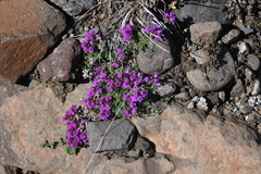 Thymus putoranicus