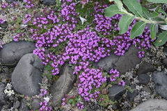 Thymus extremus