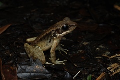 Okinawa Tip-Nosed Frog photo 3